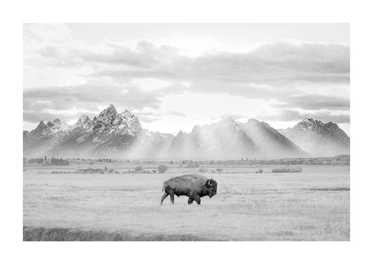 bison photography in grand tetons national park
