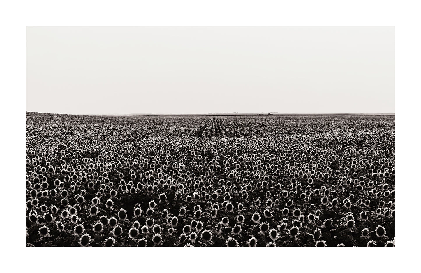 Black and white photo of endless sunflower fields in south dakota