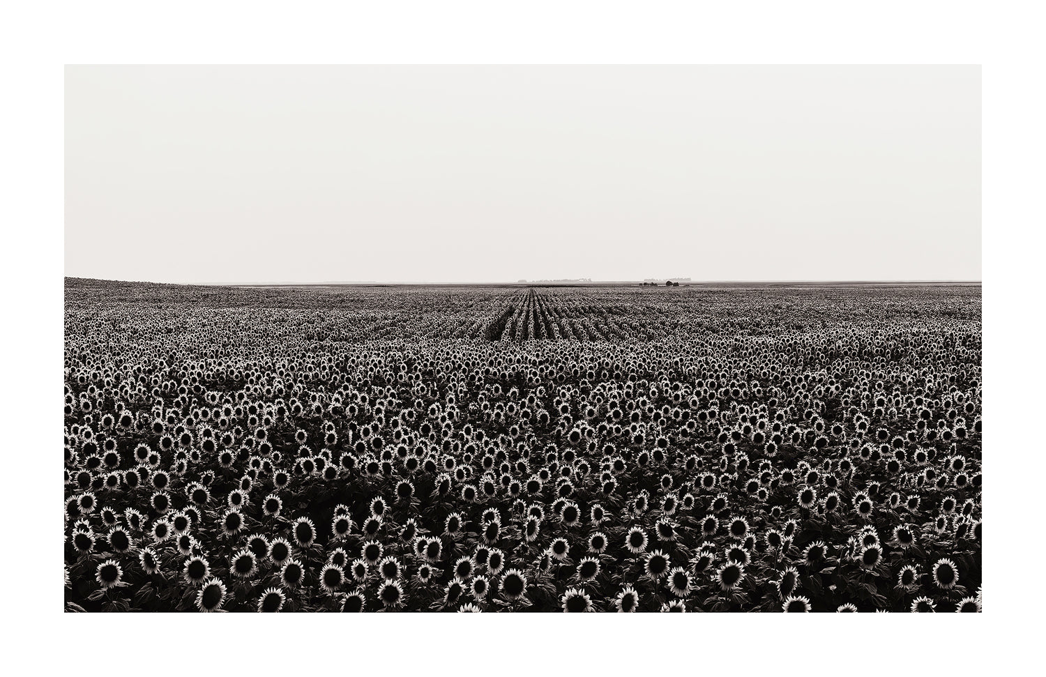 Black and white photo of endless sunflower fields in south dakota