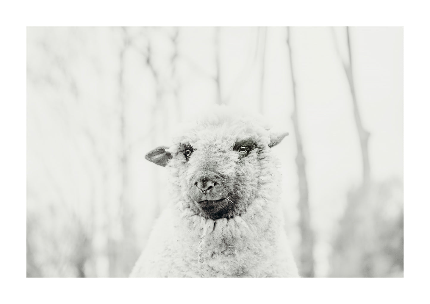 Teddy, Black and White Sheep photography.
