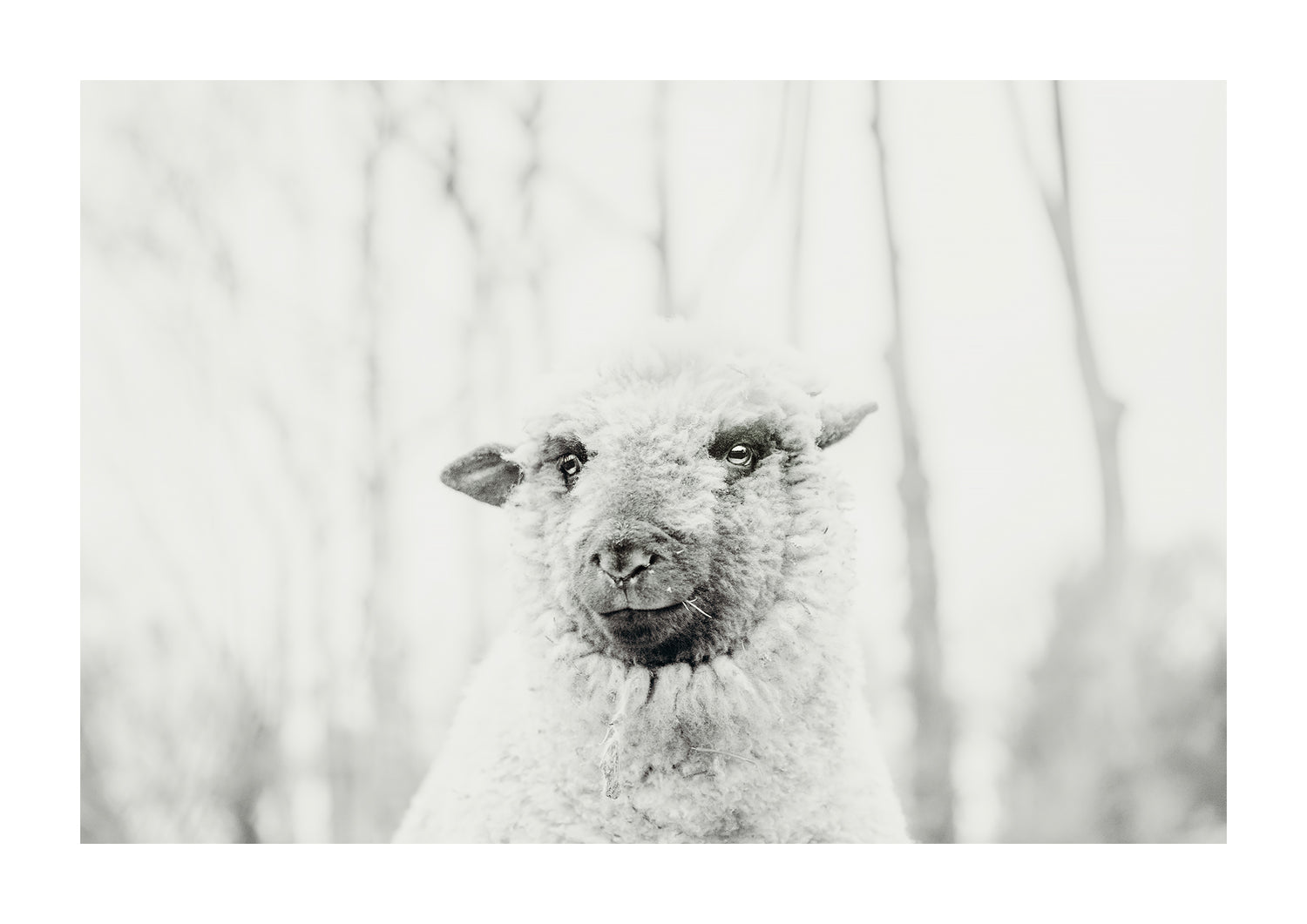 Teddy, Black and White Sheep photography.