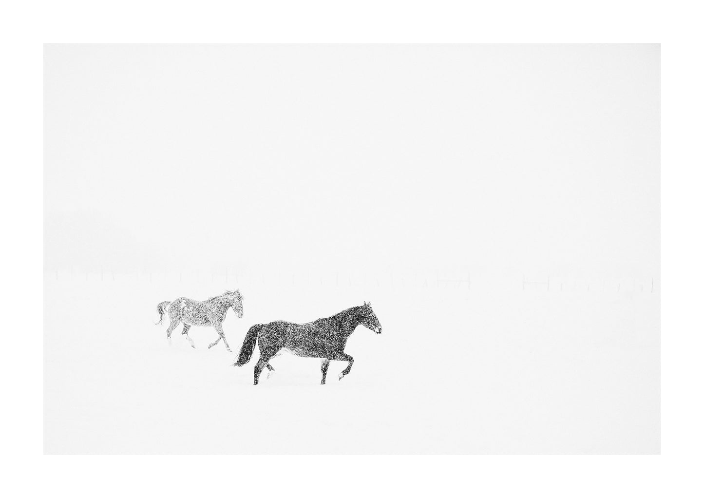 black and white photograph of horses in the snow