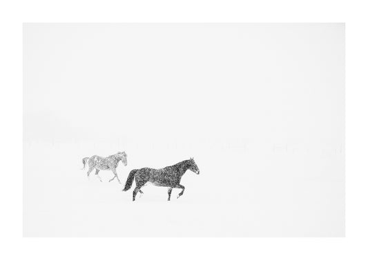 black and white photograph of horses in the snow