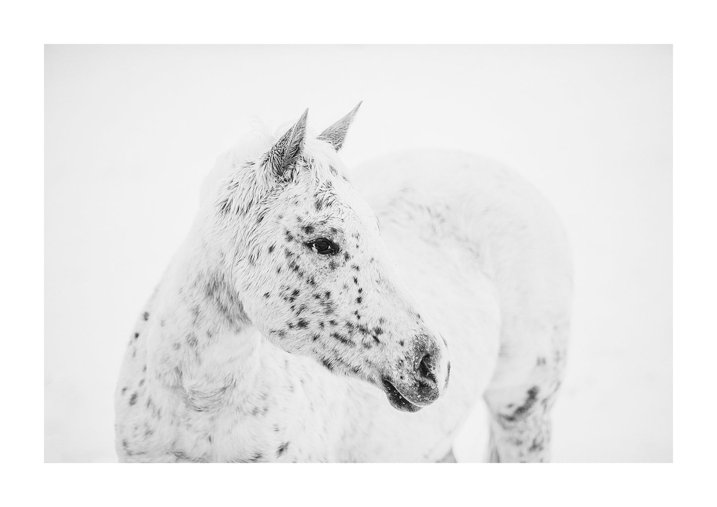 "Freckles" Black and white photo of an appaloosa horse in the snow