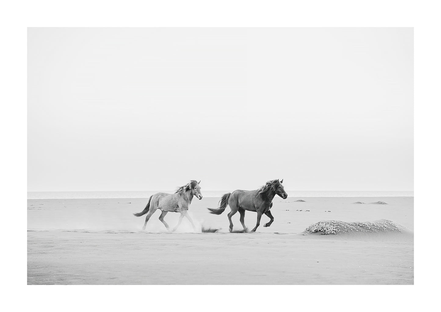 Black and white photography of Icelandic horses on the beach.