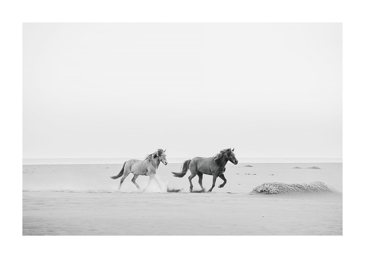 Black and white photography of Icelandic horses on the beach.