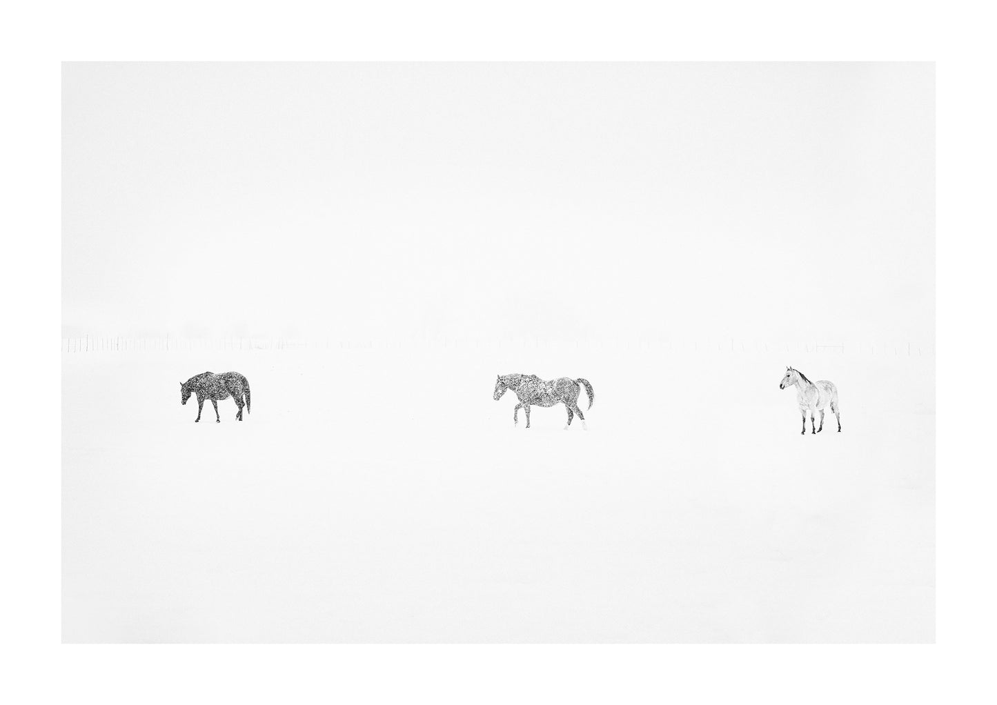 "Trio" black and white photo of three horses in a snowstorm
