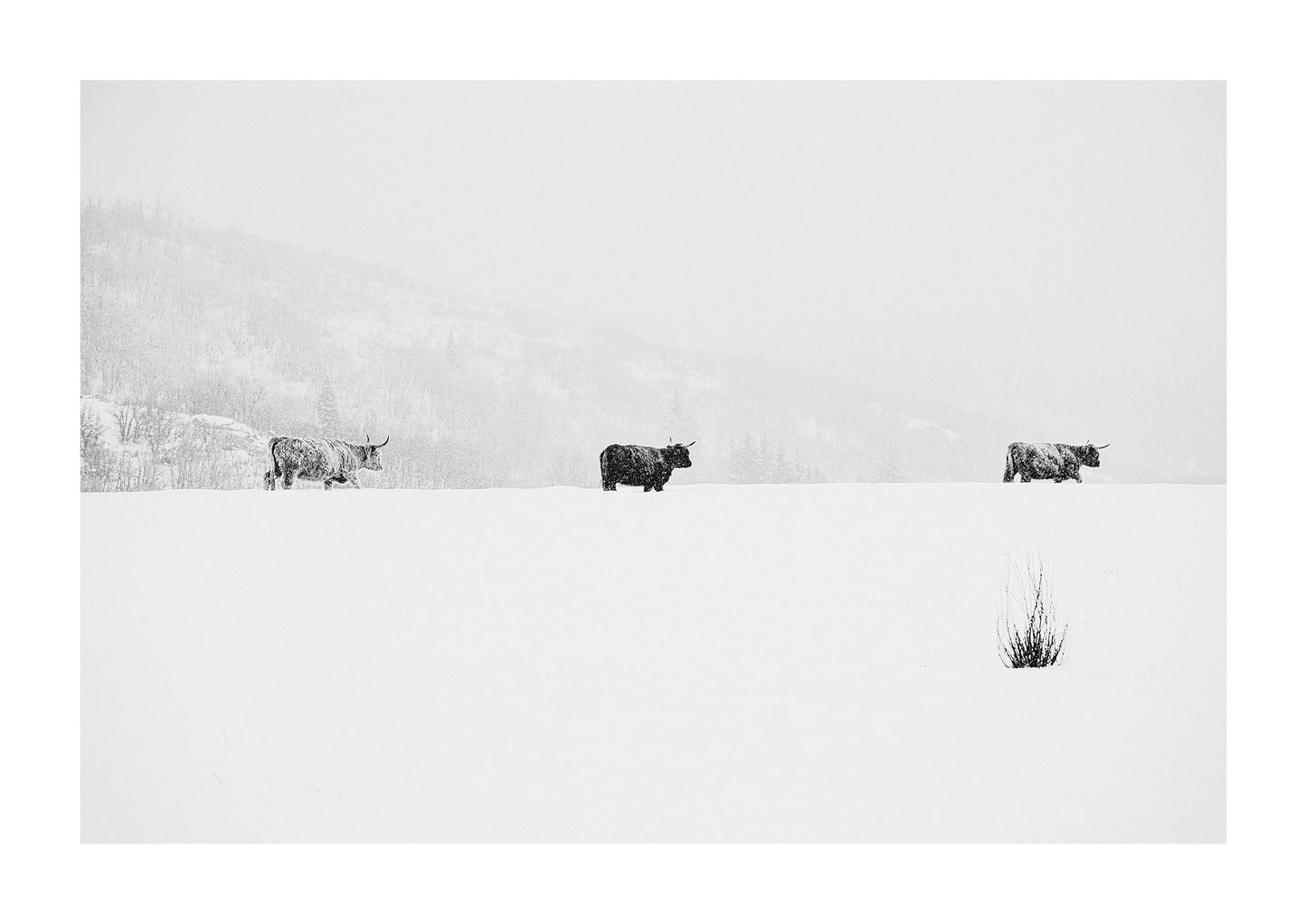 scottish shaggy highland cattle photograph in black and white.