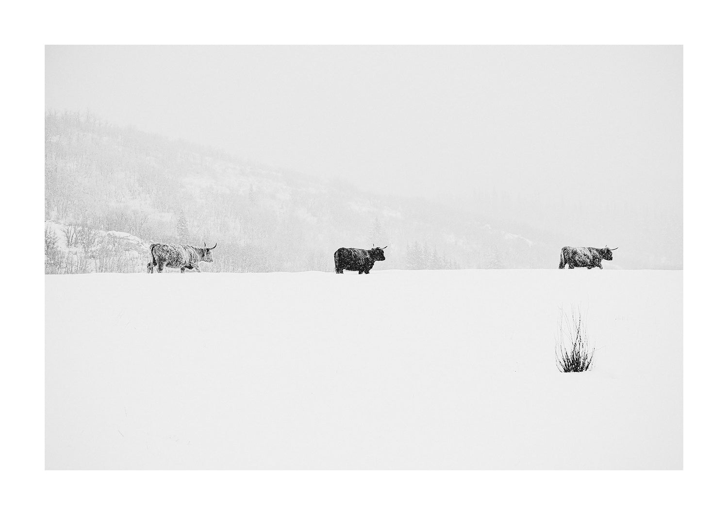 scottish shaggy highland cattle photograph in black and white.