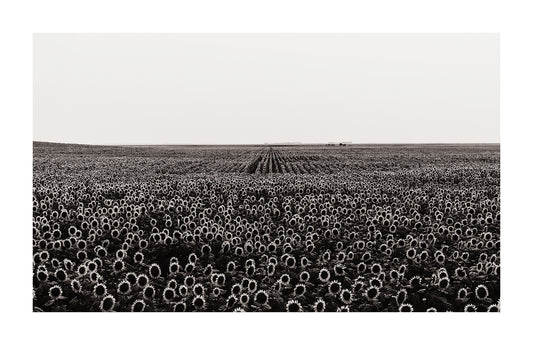 Black and white photo of endless sunflower fields in south dakota
