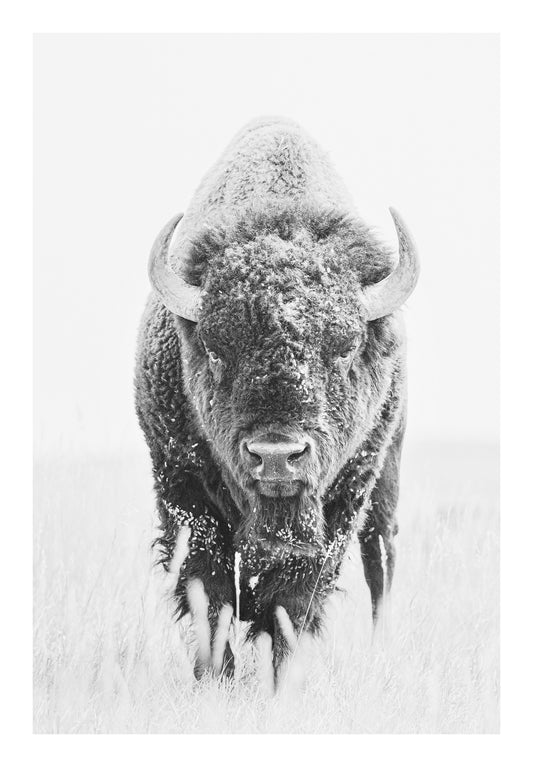 "Tatanka" Black and White Bison Photography