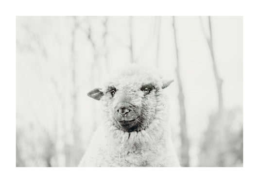 Teddy, Black and White Sheep photography. 