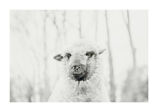 Teddy, Black and White Sheep photography.