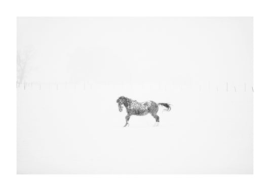 triumph, a horse bucks in the snow in black and white. 
