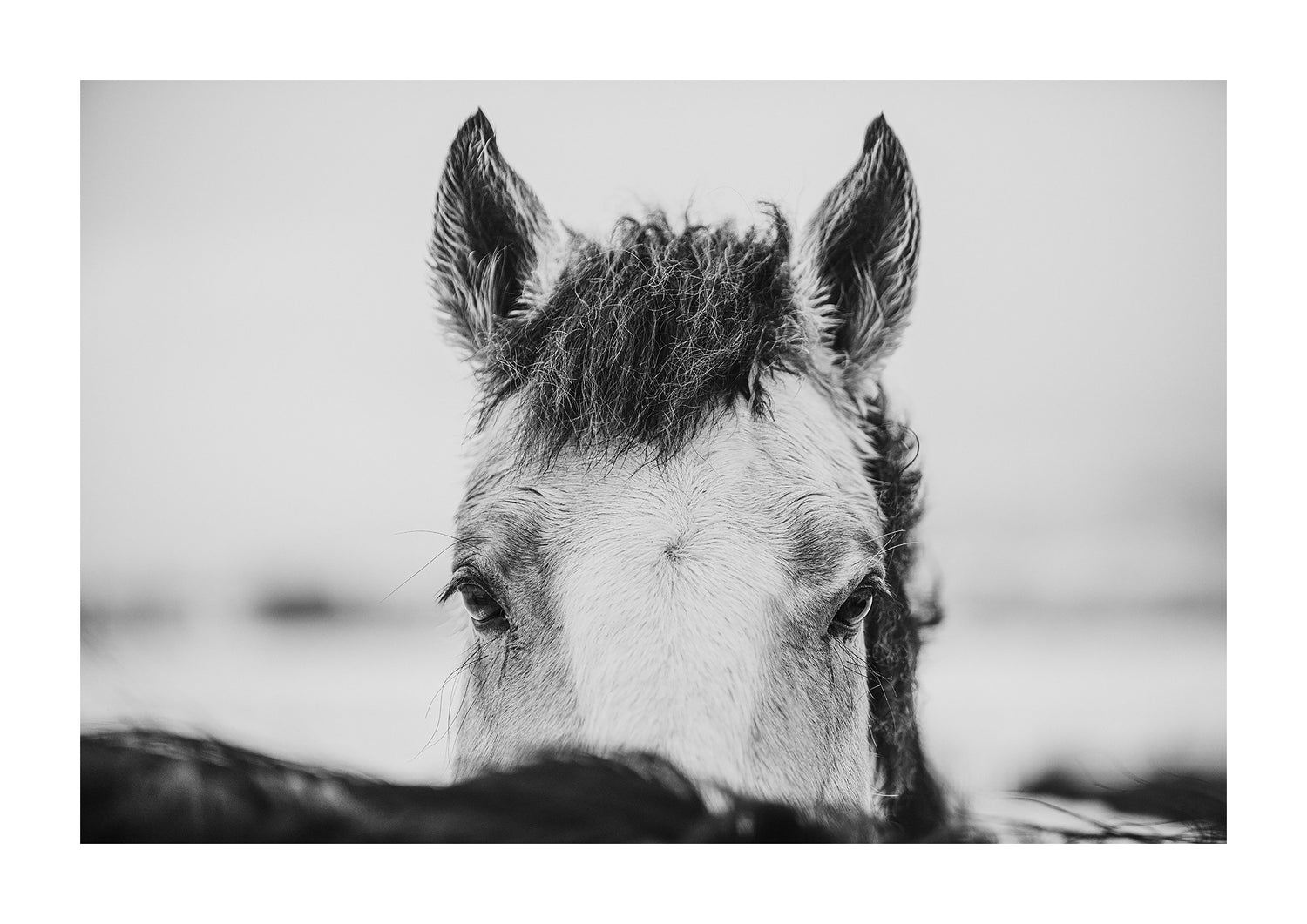 "Bed Head" Black and white photograph of a horse head