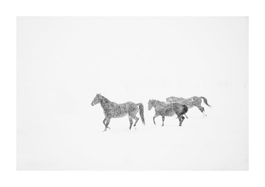 black and white horses in the snow photography