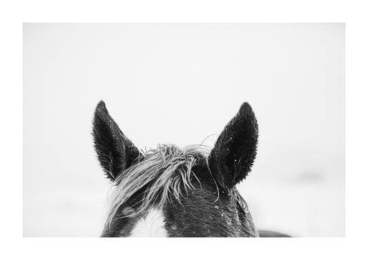 "Clover" Black and White Horse Photography