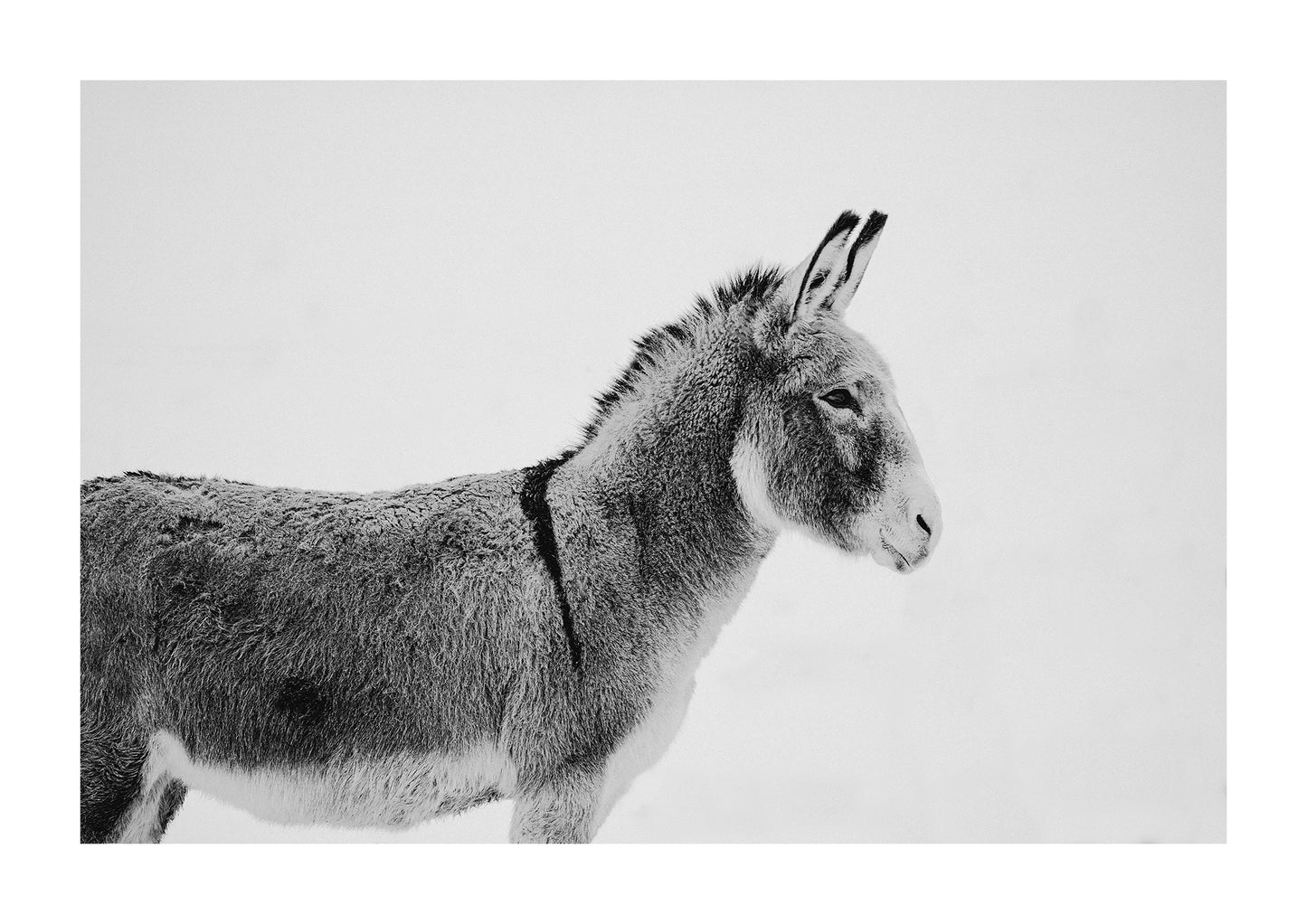 black and white photography of a donkey or burrow