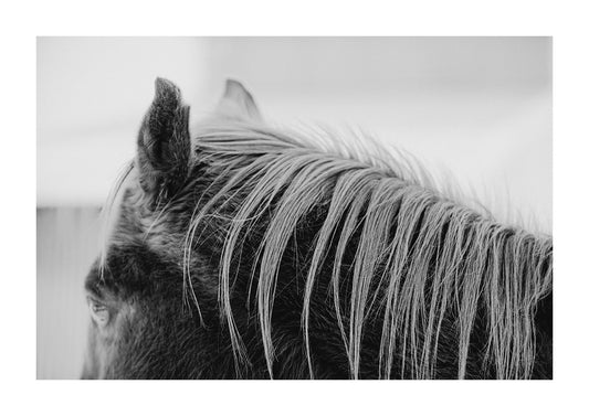 "Feathered" An up close black and white shot of a horses mane