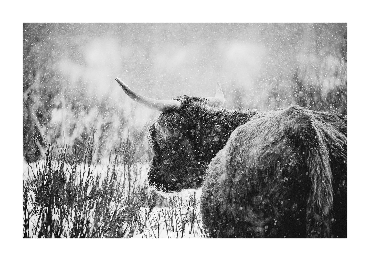 "Flurry" Black and White Shaggy scottish highland cattle photography.