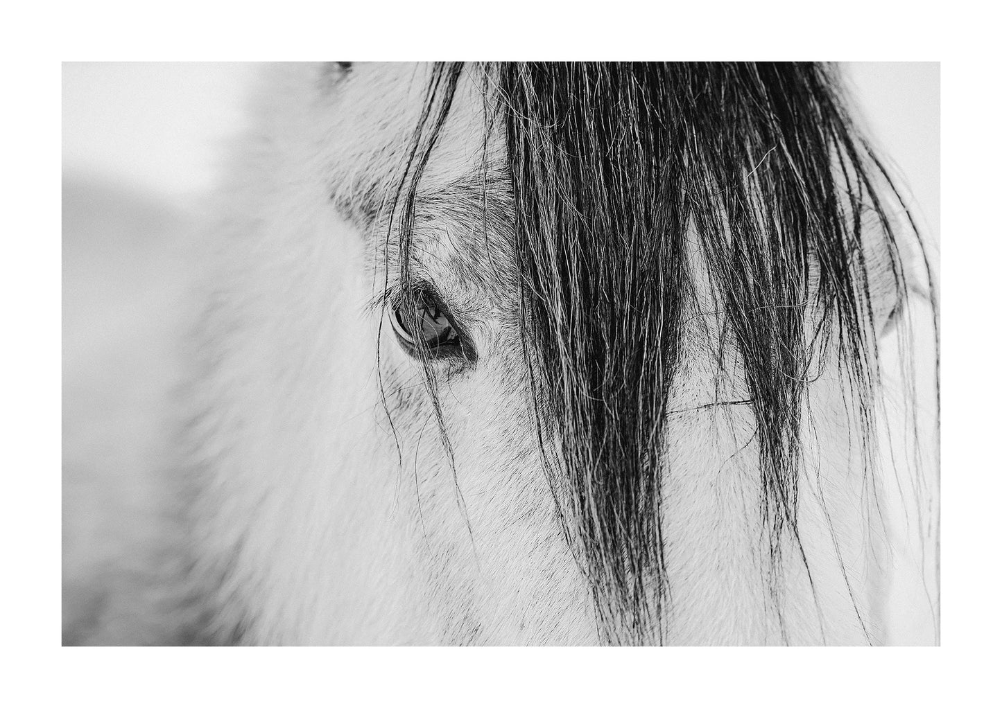 "Forelock" Black and white photo of a horses eye