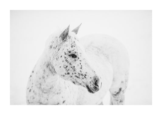 "Freckles" Black and white photo of an appaloosa horse in the snow