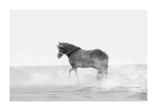 Black and white print of Icelandic horse on black sand beach