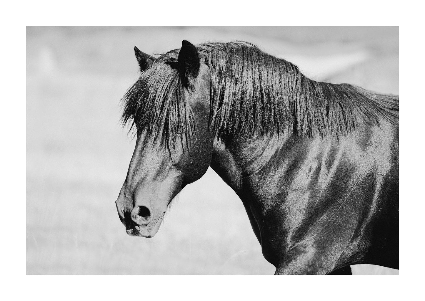 "Hercules" Black and white photo of a black stallion horse