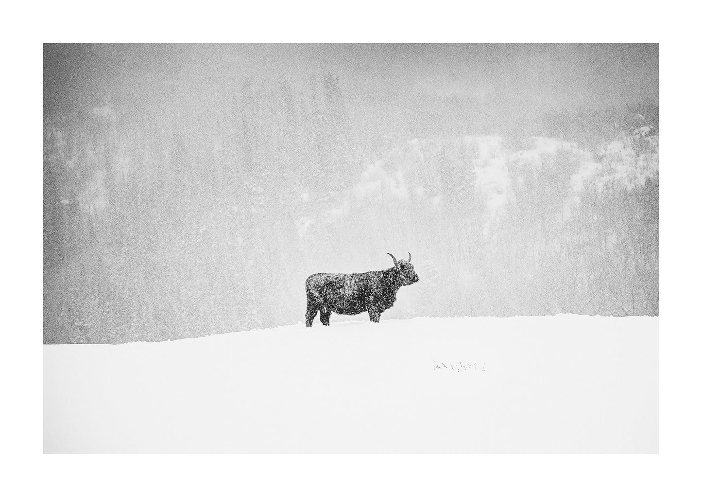 Scottish shaggy highland cattle in the snow in black and white