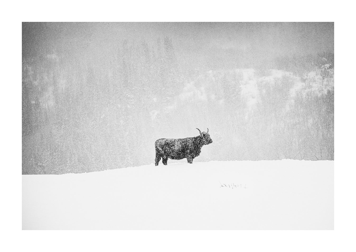 Scottish shaggy highland cattle in the snow in black and white