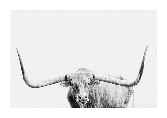 "Lonestar" black and white photograph of a texas longhorn.