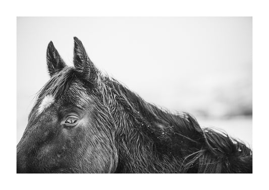"Midnight" Black and white photo of a black horse's face