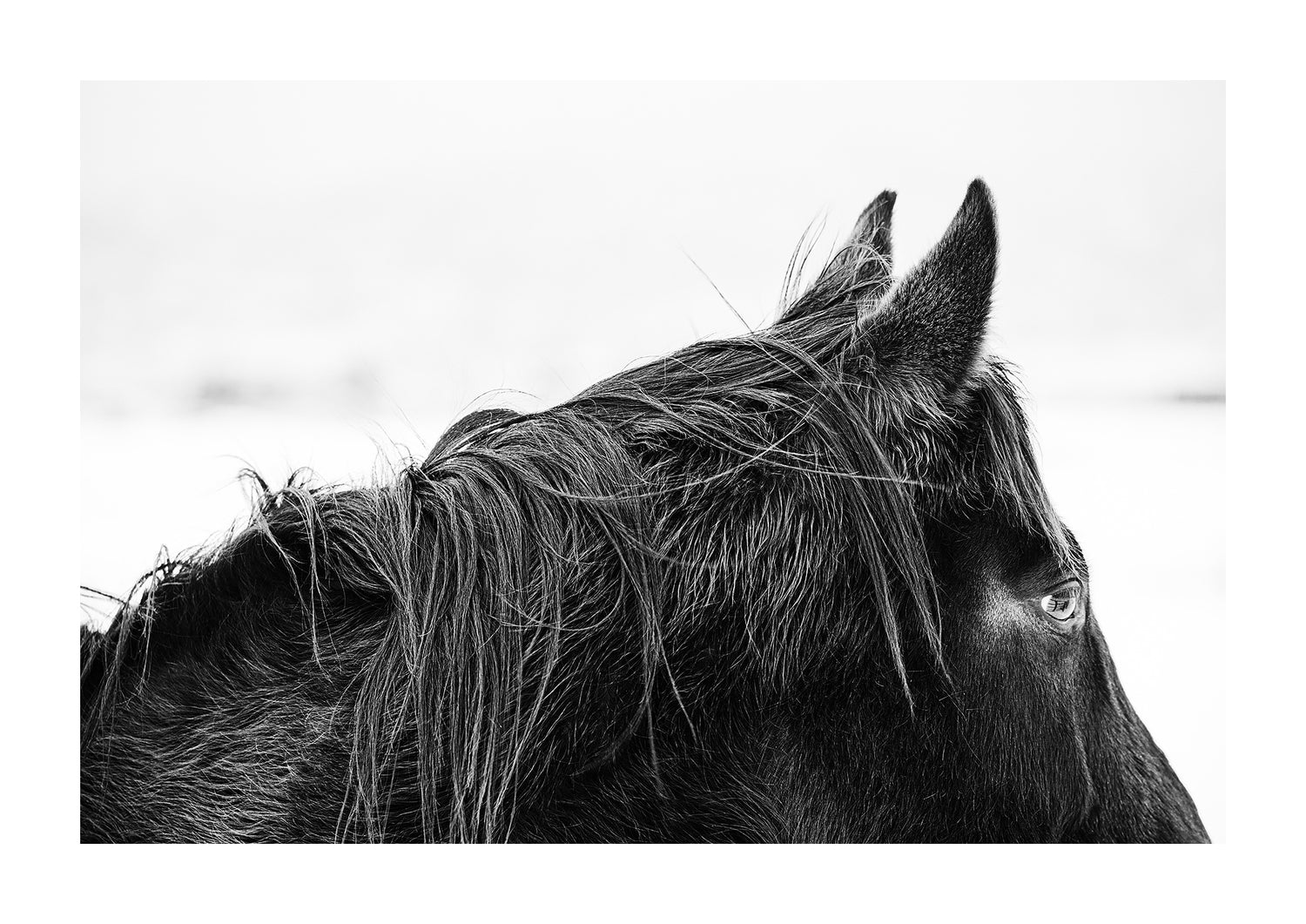 "Mystique" black and white photo of a black horses mane and face