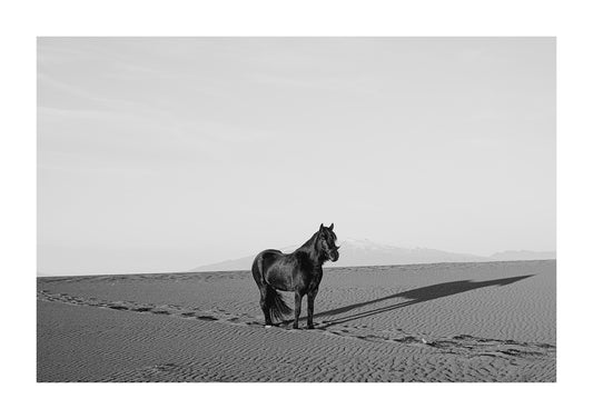 Photograph of Icelandic horse on black sand beach.