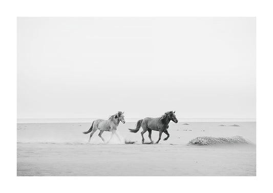 Black and white photography of Icelandic horses on the beach.