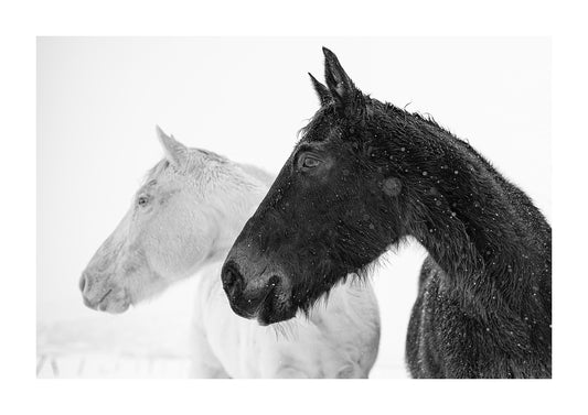"Shadow" fine art black and white photograph of two horses.