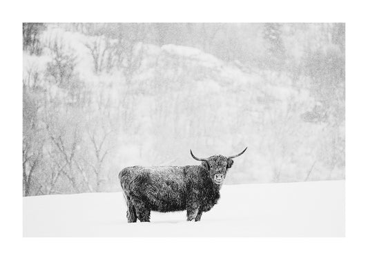 Highland cattle black and white photography