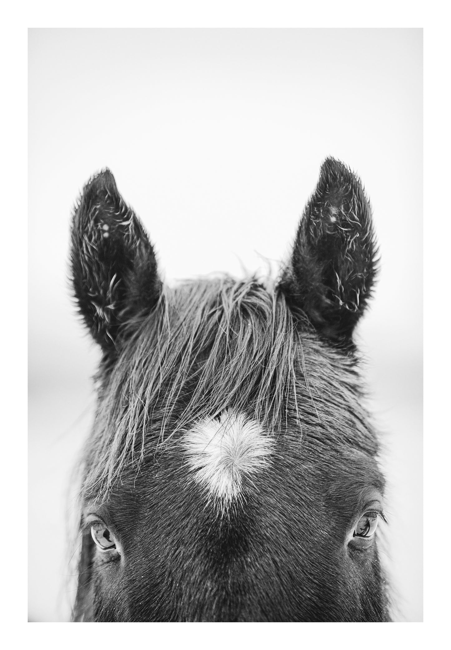 "Star" Black and White fine art photograph of horse bangs. 
