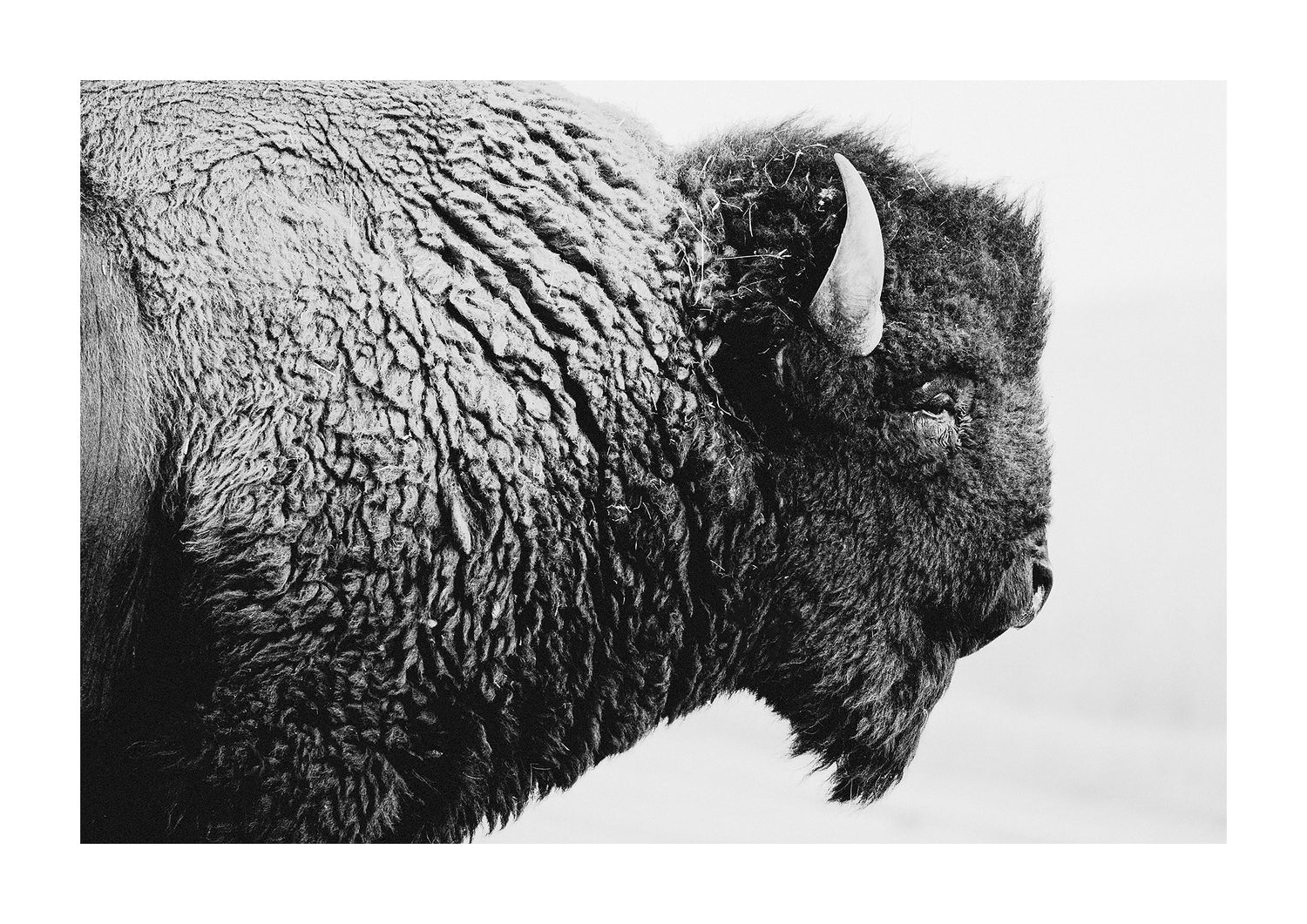 stumptown black and white buffalo photography