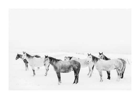 "The Band" black and white photo of a herd of horses