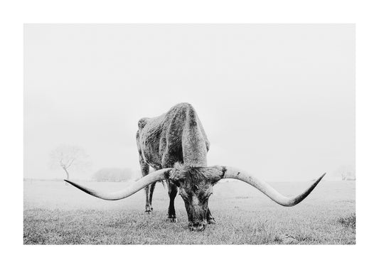 "The Bow" black and white photograph of a texas longhorn