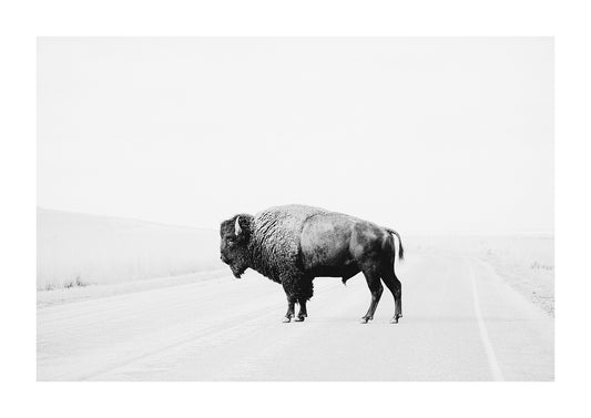 black and white limited edition photograph of a bison bull.