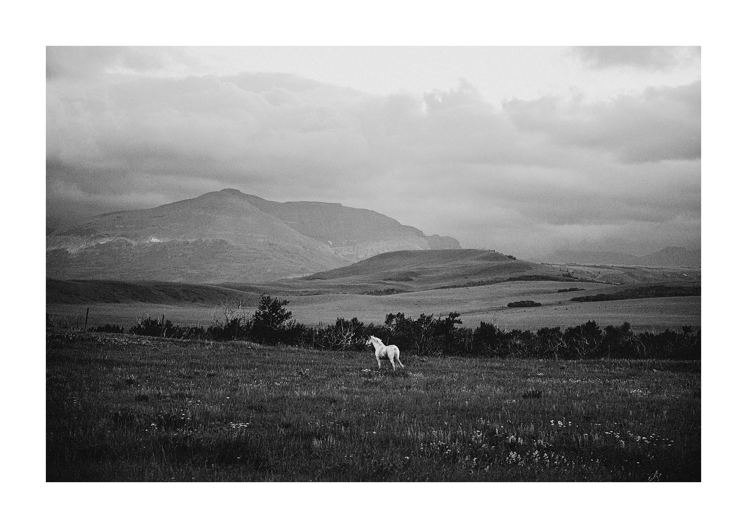 "The White Horse" black and white photo of a white horse in dark rolling hills