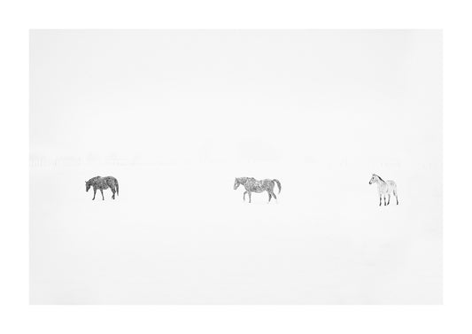 "Trio" black and white photo of three horses in a snowstorm