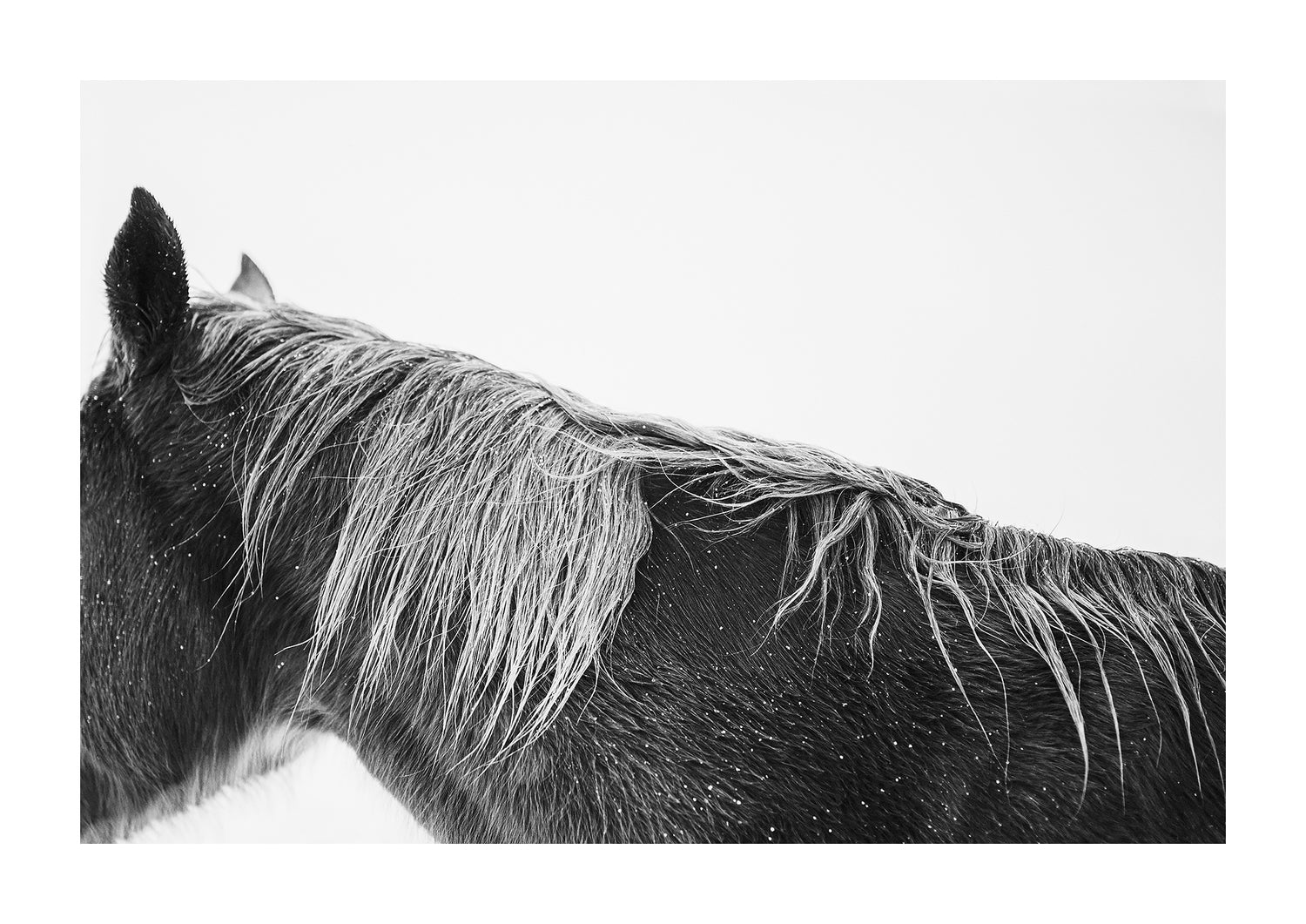 "Weathered" black and white photo of a horses mane in the snow