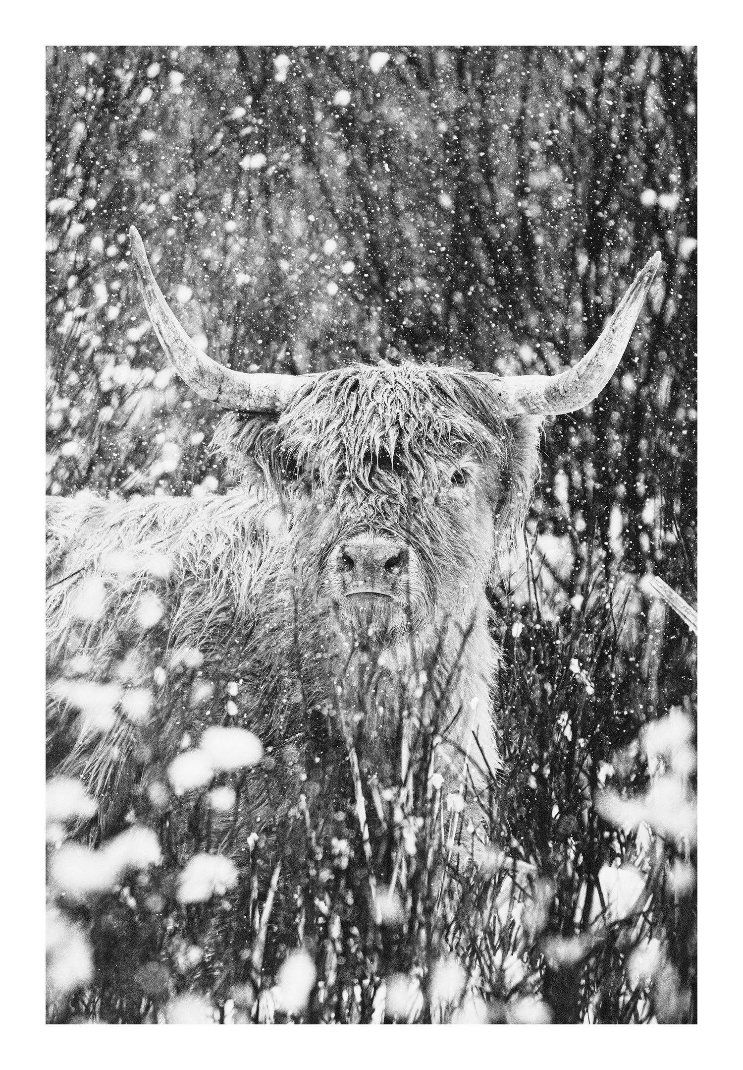 "Winston" shaggy highland cow in black and white.