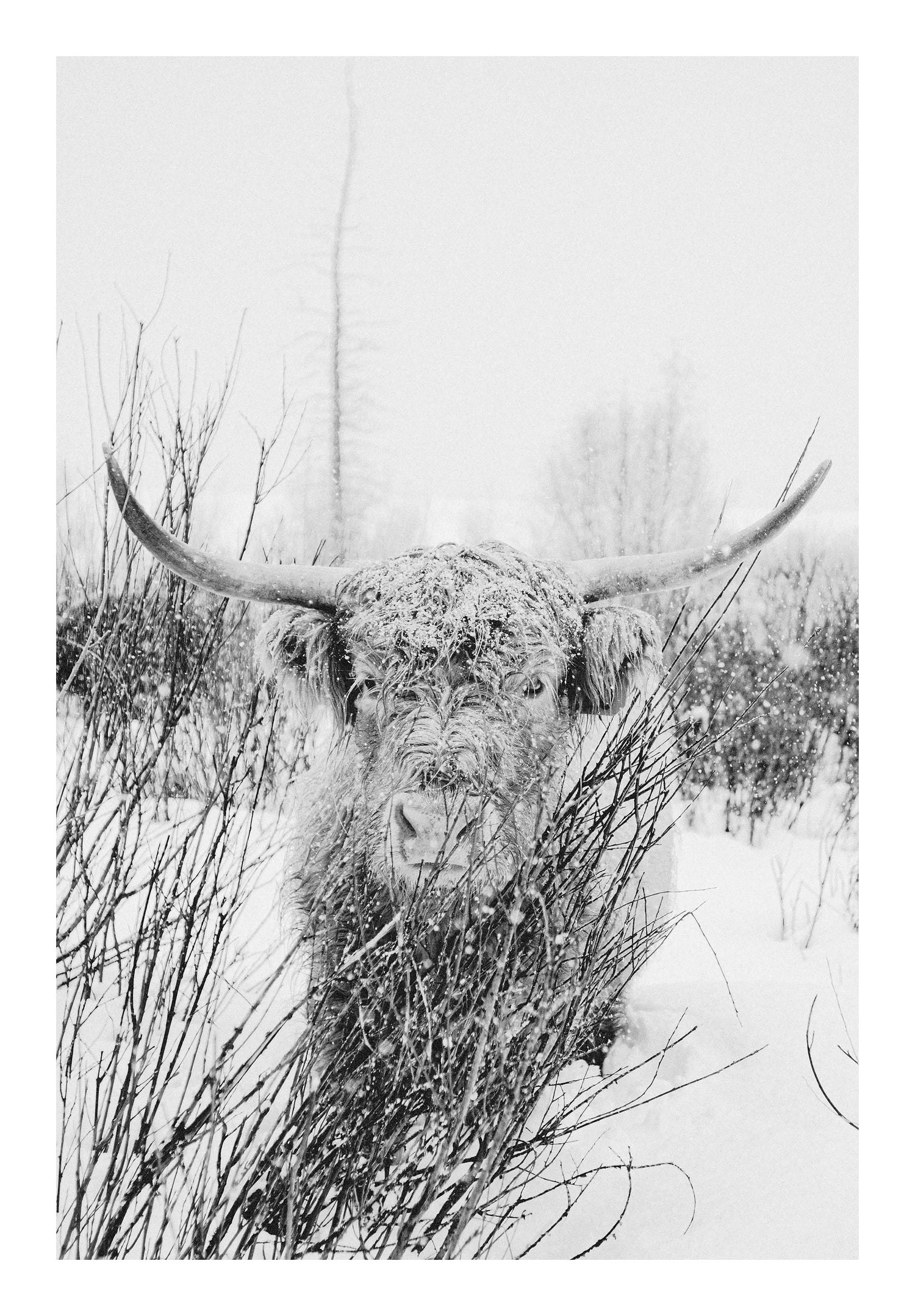 "Winter Dusting" Black and White photograph of a shaggy highland cattle.