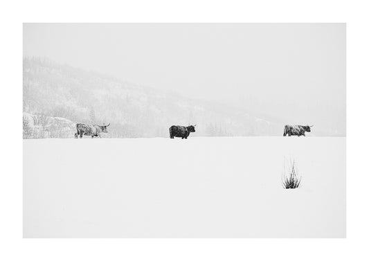 scottish shaggy highland cattle photograph in black and white.